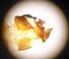 Drusus discolor